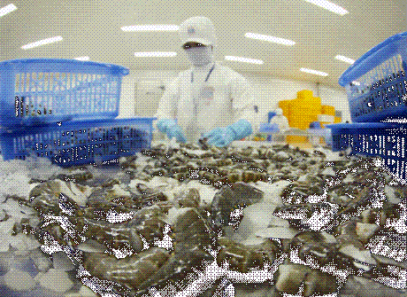 Xuất khẩu tôm tăng 59%