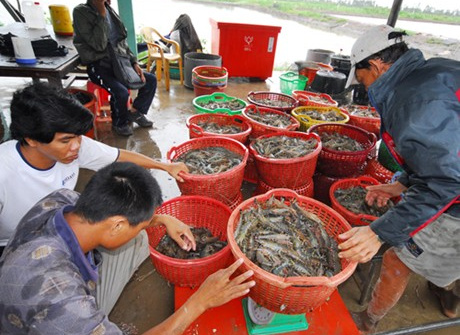 Chỉ thị dẹp vấn nạn tôm bơm tạp chất