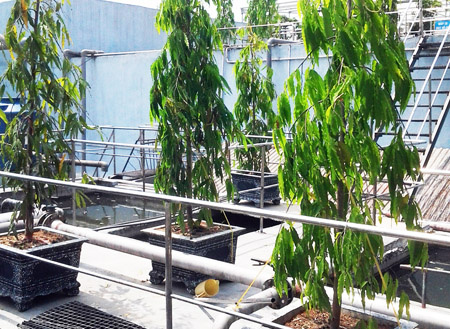 Công ty CP Bia Sài Gòn – Nghệ Tĩnh: Giải quyết triệt để vấn đề môi trường