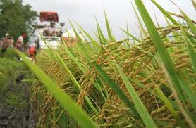 Thị trường gạo thế giới tuần từ 8 - 12/9/2014