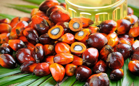 Malaysia gia hạn việc ngưng áp thuế xuất khẩu đối với dầu cọ thô đến cuối năm 2014