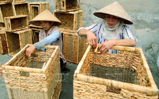 Độc đáo làng nghề truyền thống đan guột Lưu Thượng