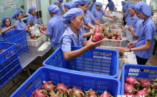 Hoa quả Việt Nam từng bước chinh phục thị trường thế giới