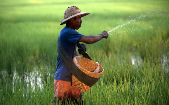 Thị trường gạo thế giới tuần từ 20 - 24/10/2014