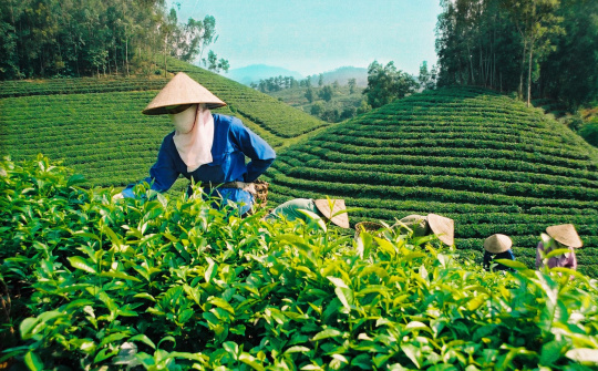 Thị trường xuất khẩu chè 9 tháng đầu năm 2014