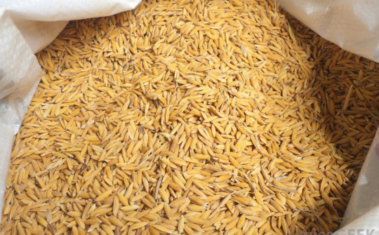 Sri Lanka sẽ nhập khẩu tới 200.000 tấn gạo trong năm 2014