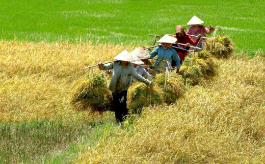 Giá gạo thế giới ngày 13/11/2014
