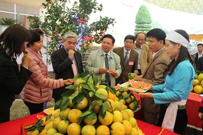 Cơ hội lớn cho người trồng cam Cao Phong ở Hòa Bình