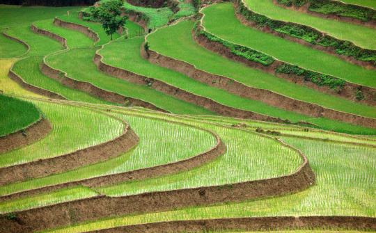 Indonesia đặt mục tiêu thu mua 3,2 triệu tấn gạo trong năm 2015