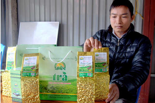 Sản xuất chè an toàn ở Sơn Dương, Tuyên Quang