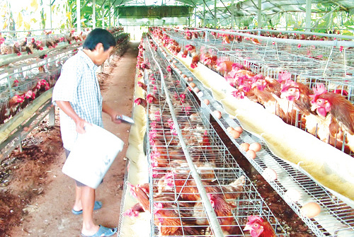 Phát triển chăn nuôi: Bước đột phá của tỉnh Vĩnh Phúc