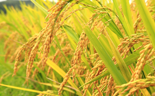 Tổng hợp tin thị trường gạo quốc tế ngày 29/12/2014