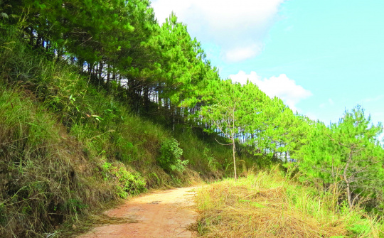 Xanh xanh mãi một màu xanh Sạc Ly