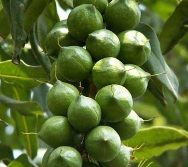 Sẽ xây nhà máy chế biến "nữ hoàng quả khô" trong năm 2015