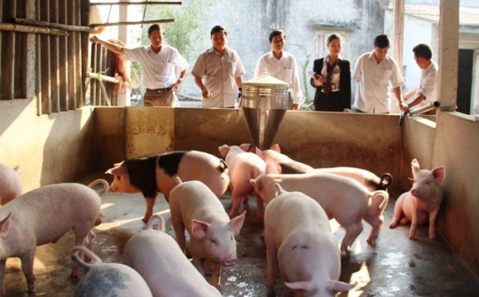 LĐLĐ Hà Tĩnh: Kiểm tra mô hình liên kết Công - Nông trong xây dựng nông thôn mới