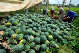 Bộ Công Thương chung tay giúp sức nông dân trồng dưa hấu