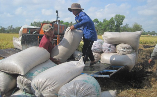 Việt Nam trúng thầu bán 150.000 tấn gạo cho Philippines