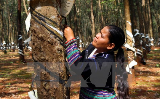 Chuẩn bị khai thác hơn 200 hécta cây cao su ở tỉnh Lai Châu