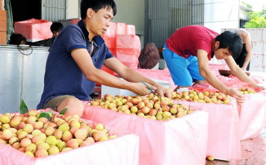 Hải Dương: Giá vải thiều bình quân cao hơn năm ngoái 20%