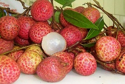 Miễn phí kiểm dịch thực vật đối với quả vải