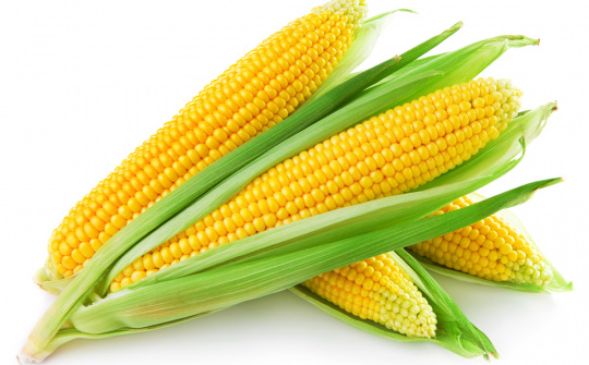 Diễn biến giá ngô nhập khẩu về Việt Nam (3/8 - 7/8/2015)