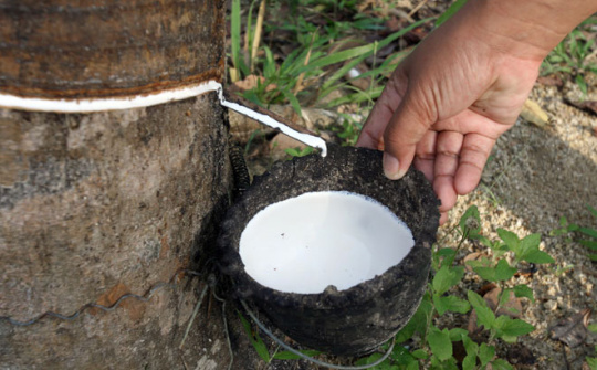 Diễn biến giá cao su trên sàn SHFE tháng 8/2015