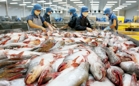 Hoa Kỳ: Công bố kết luận sơ bộ đợt rà soát hành chính thuế chống bán phá giá lần thứ 11 đối với sản phẩm cá tra, basa Việt Nam