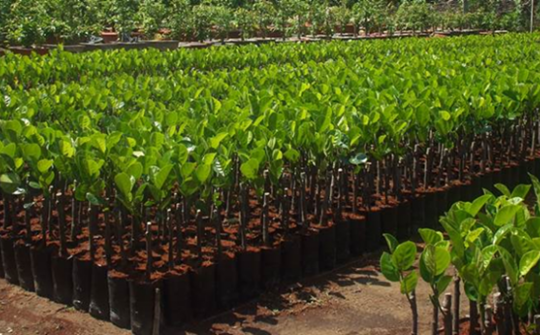 Bổ sung giống cây trồng được phép sản xuất, kinh doanh