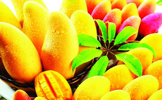 Australia gives approval for importing fresh Vietnamese mango