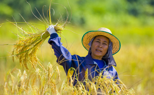 Dự báo sản lượng gạo Thái Lan giảm 15% - 20% trong năm 2016