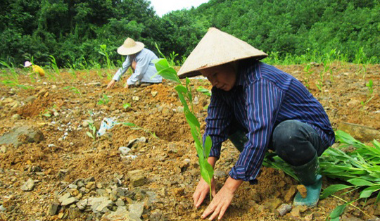 Các dự án thủy điện: Sẽ rút giấy phép nếu không trồng bù rừng