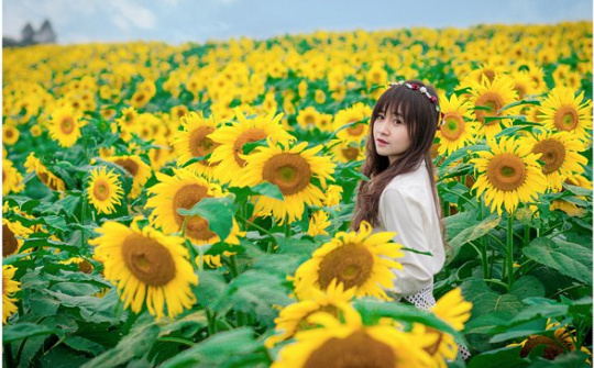 Thỏa sức chụp ảnh trên cánh đồng hoa hướng dương - Nghĩa Đàn, Nghệ An