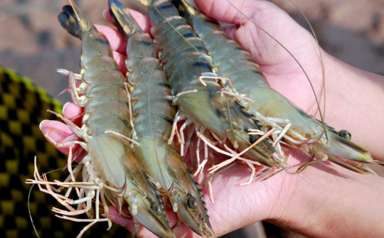 Kiểm soát, ngăn chặn đưa tạp chất vào tôm nguyên liệu