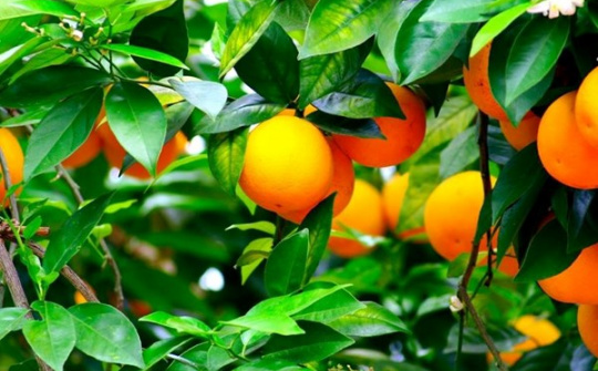 Phân bón Phú Mỹ giúp cam Cao Phong tăng 17% năng suất
