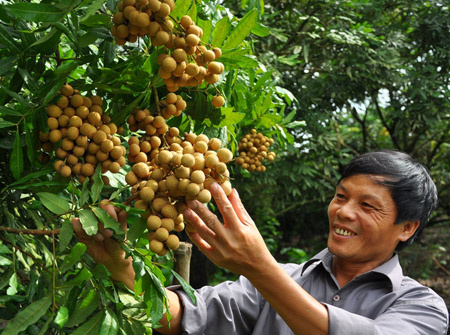 Vietnam to ship 2 tons of VietGap-met longan to the U.S