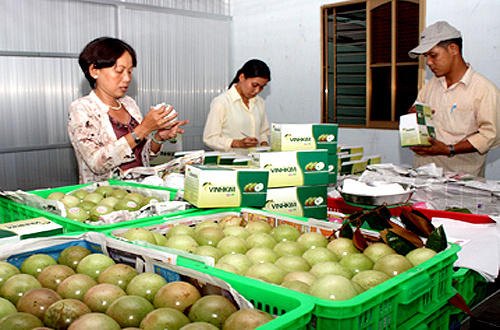 Vietnam’s star apples may be allowed to export to the US