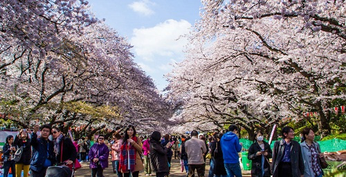 Vietnamese company, Japan region cooperate to boost tourism 