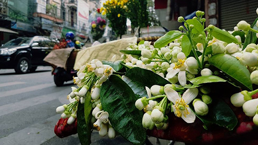 Hoa bưởi thôn quê đưa hương phố thị
