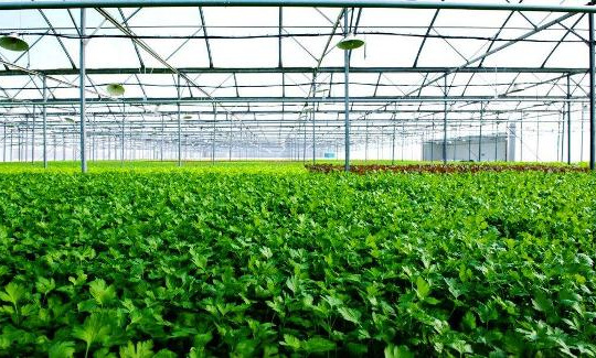 Hau Giang seeks investment in hi-tech agriculture