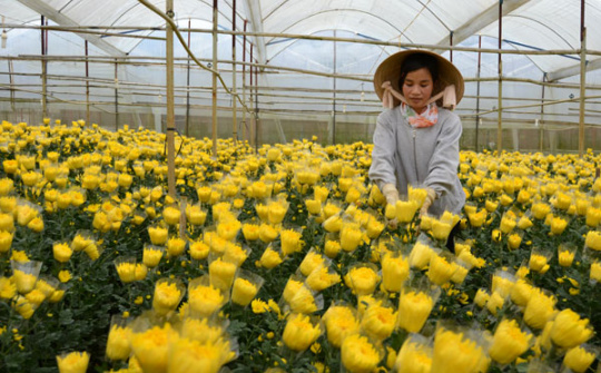 Japanese floriculture firm to invest in Lam Dong