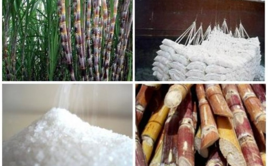 Indonesia đặt mục tiêu sản xuất 1,2 triệu tấn đường 