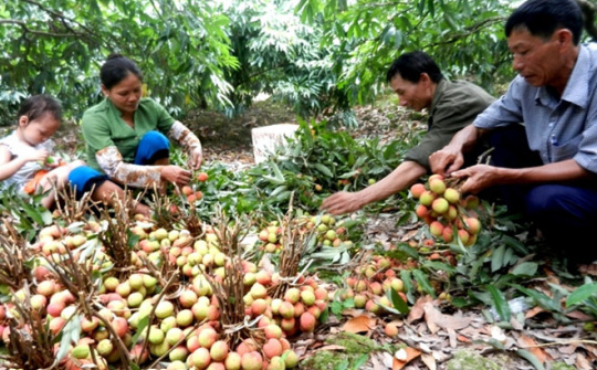 Thanh Hà hồ hởi được mùa vải sớm