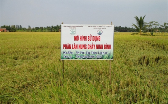 Phân NPK Ninh Bình hiệu quả cao khi bón cho lúa mùa