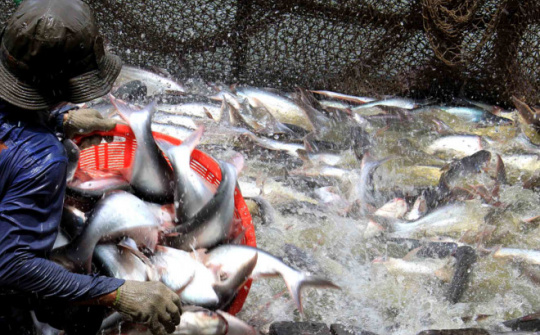 Vietnam aquatic, Tra fish festival scheduled for October