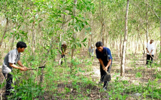 Forest funds boost northern livelihoods