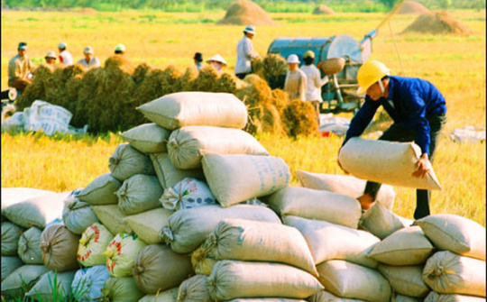 Huge potential for Vietnam’s rice exports to Singapore