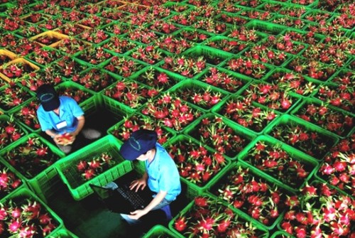 Vietnam to export dragon fruit to Australia
