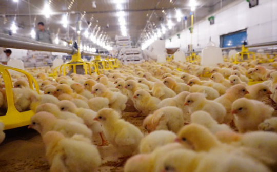 Poultry firm imports top-notch chickens