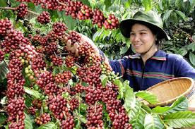 Phân bón Văn Điển thích ứng với biến đổi khí hậu