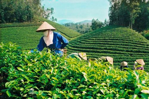 Vietnamese tea exporters enjoy robust achievements 